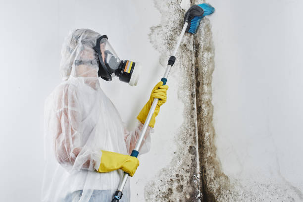 Mold Removal and Inspection in Santa Clara, UT