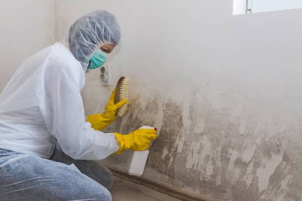 Professional Mold Removal in Santa Clara, UT